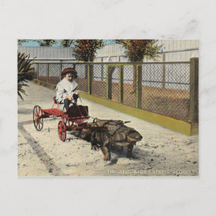 La Tarjeta Postal del Carrito de Lagarto