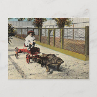 La Tarjeta Postal del Carrito de Lagarto
