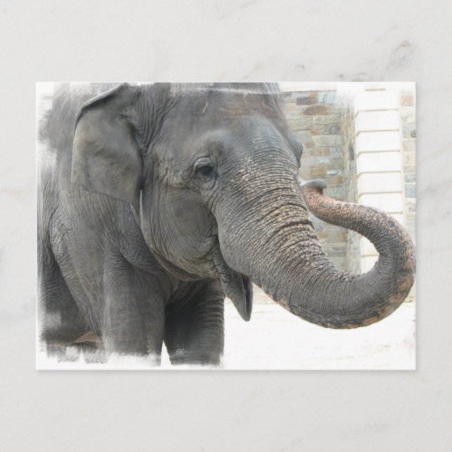 La tarjeta postal del elefante Trumpet (Anverso)