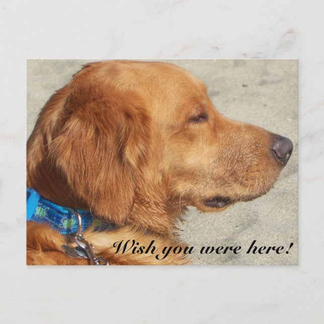 La tarjeta postal del usuario de Golden Retriever (Anverso)