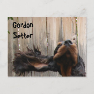 La tarjeta postal goofy Gordon Setter