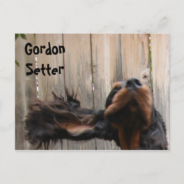 La tarjeta postal goofy Gordon Setter (Anverso)