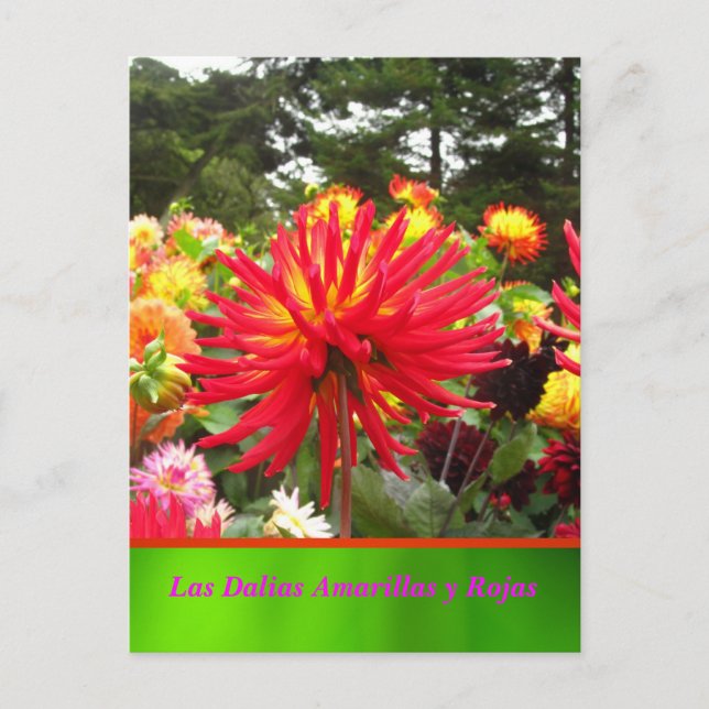La Tarjeta Postal - Las Dalias Amarillas y Rojas (Anverso)