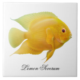 La teja de los pescados de Cichlid de Severum del