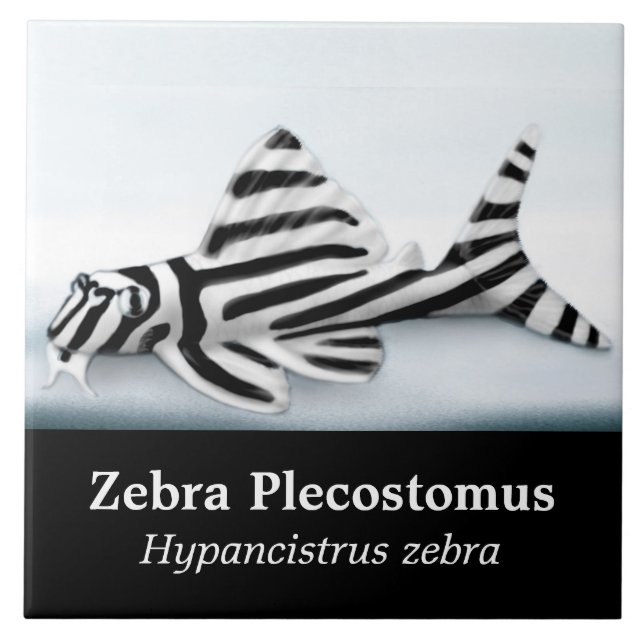 La teja de los pescados de Plecostomus de la cebra (Frente)