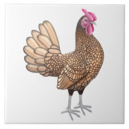 La teja pequena del gallo de Sebright