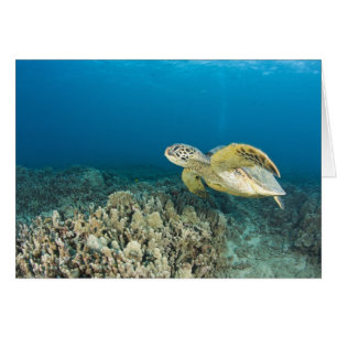 La tortuga del Mar Verde (Chelonia mydas) es la 3