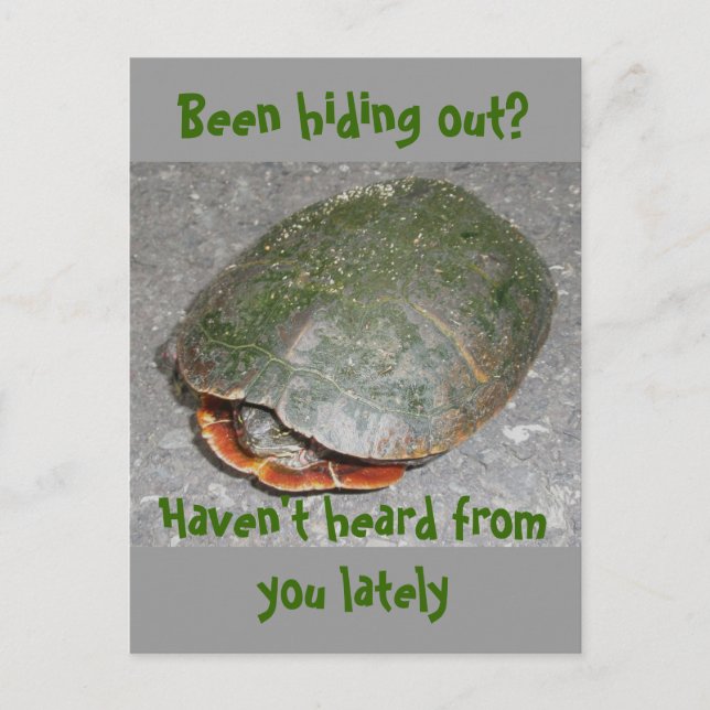 ¿La tortuga pintada se estaba escondiendo? Postal (Anverso)