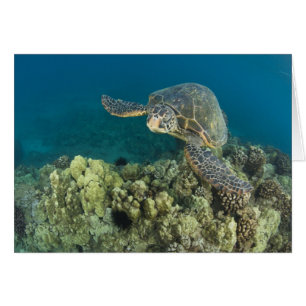 La Tortuga Verde, (Chelonia mydas), es la 2