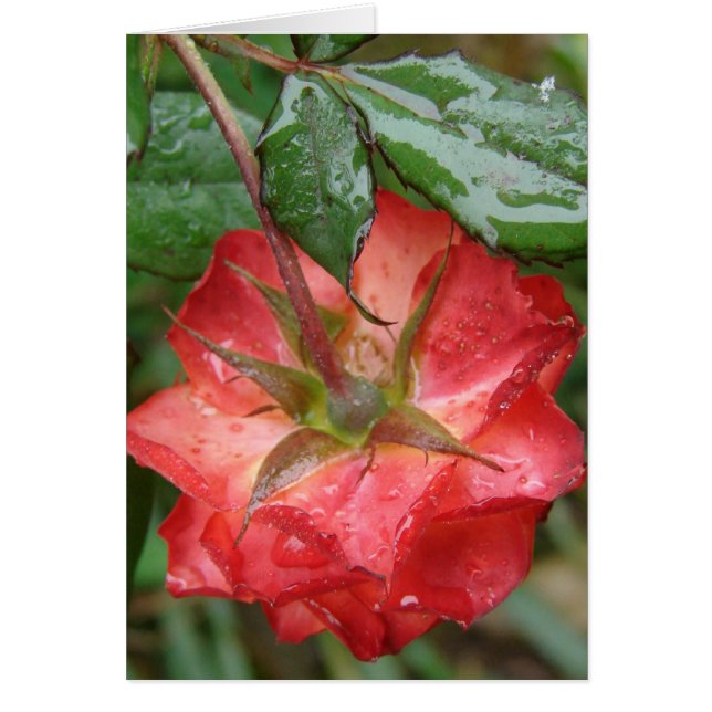 La última rosa (Frente)