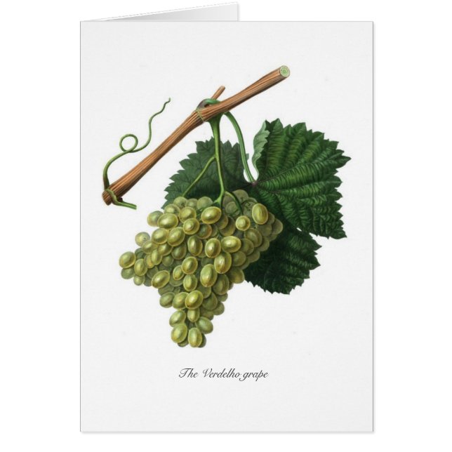 La uva de Verdelho (Frente)