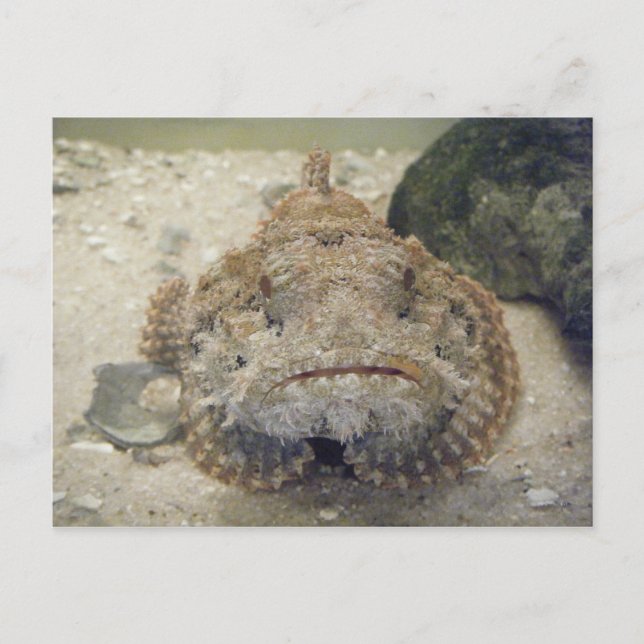 La vida en el mar de Alabama #3 postal (Anverso)