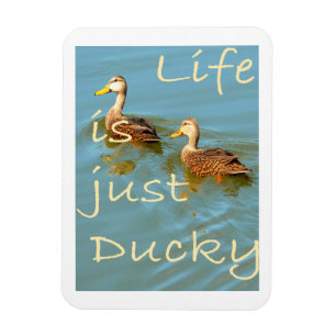 La vida es sólo el imán de los Ducky Mottled Ducks