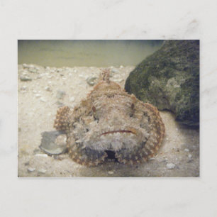 La vida marina de Alabama #2 postal