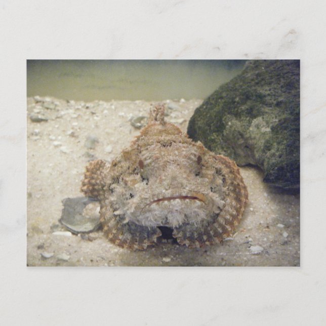 La vida marina de Alabama #2 postal (Anverso)