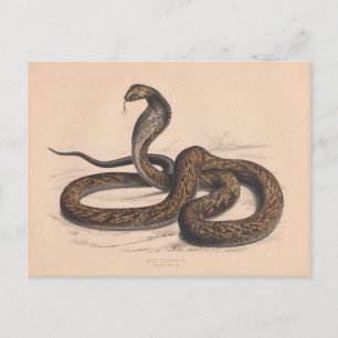 La vieja postal zoológica Cobra