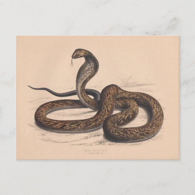 La vieja postal zoológica Cobra (Anverso)