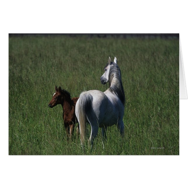 La yegua árabe y los tontos (Anverso (Horizontal))