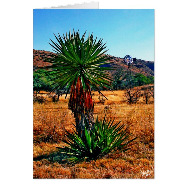 La yuca resuelve el molino de viento (Frente)