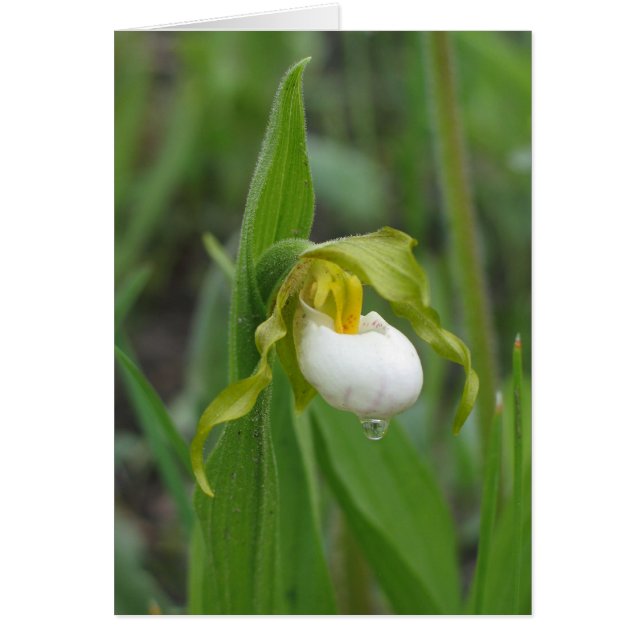 La zapatilla de la pequeña dama blanca (Frente)