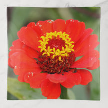 La Zinnia Roja