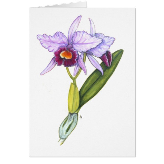 Labiata de Cattleya (Frente)