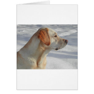 laboratorio amarillo 4