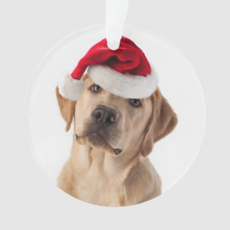 Laboratorio Amarillo Adorable con Ornamento Santa