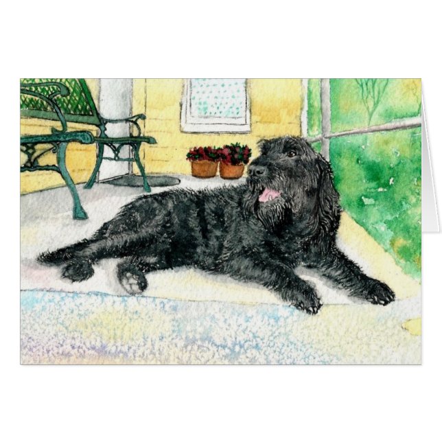 Labradoodle negro (Anverso (Horizontal))