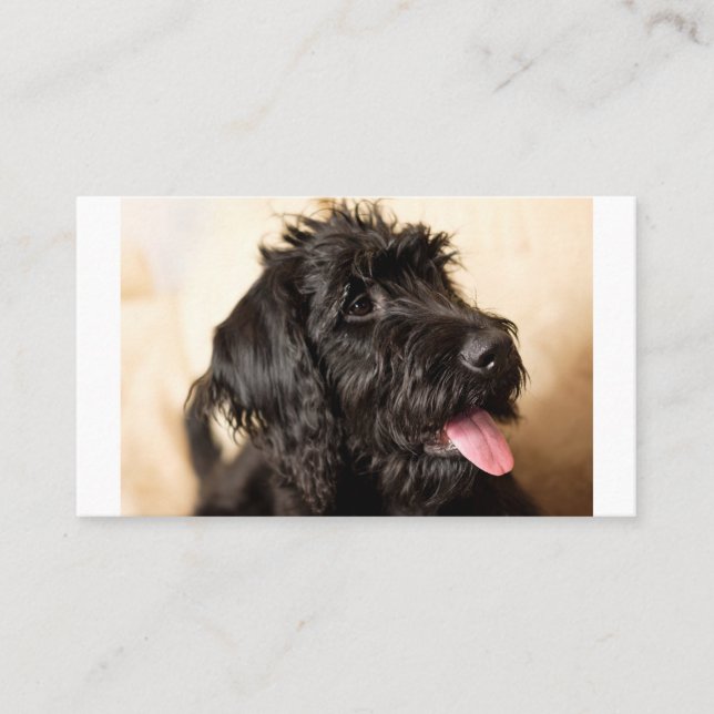Labradoodle Standard, tarjeta de plaza plana de 3, (Anverso)
