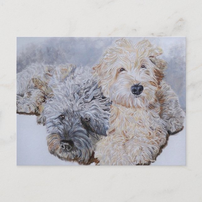 Labradoodles Dos Tarjetas Post (Anverso)