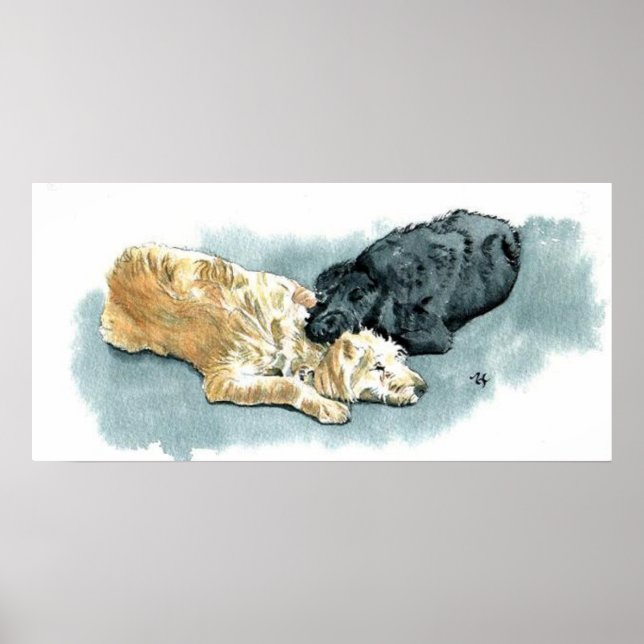 Labradoodles en la impresión de lienzo de amor (Frente)