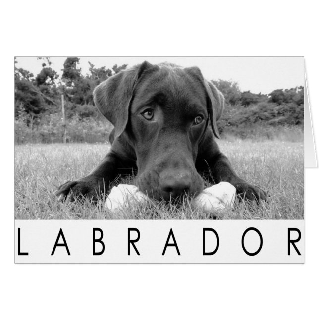 Labrador B&W (Anverso (Horizontal))