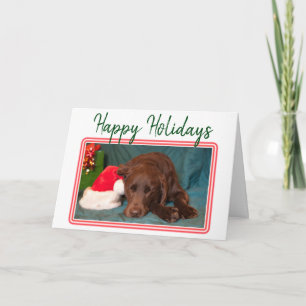Labrador Chocolate de Navidad y sombrero de Santa