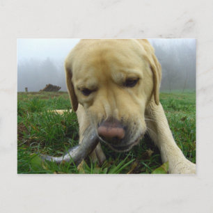 Labrador comiendo pescado - postal tonta