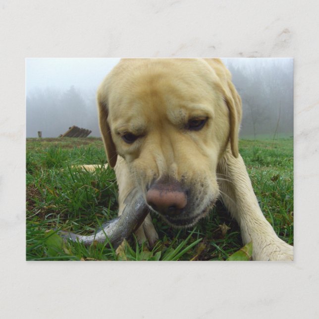 Labrador comiendo pescado - postal tonta (Anverso)