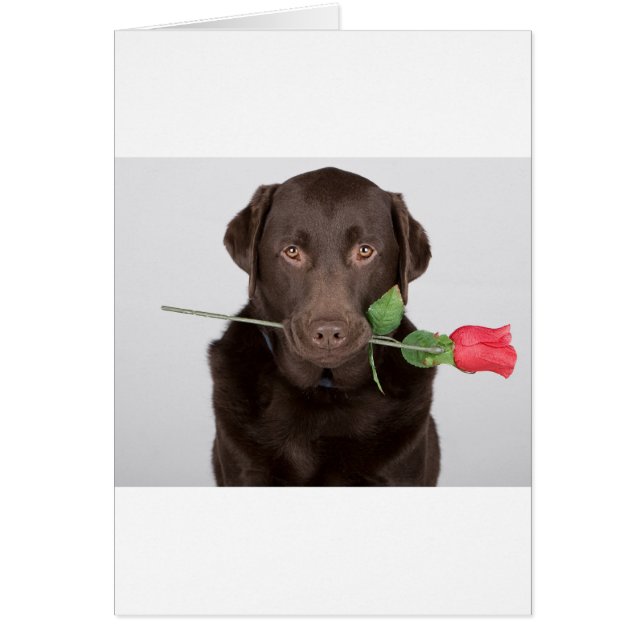 Labrador con Rosa (Frente)