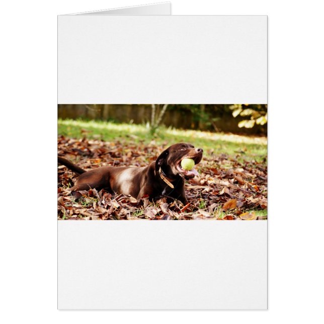 Labrador de chocolate jugando con bolas (Frente)