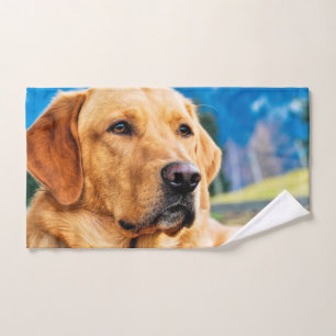 Labrador dorado