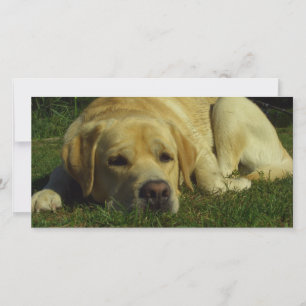 Labrador enfriándose en la hierba verde