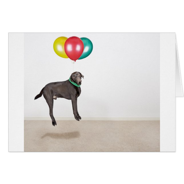 Labrador flotante (Anverso (Horizontal))