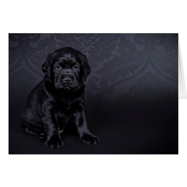 Labrador negro (Anverso (Horizontal))