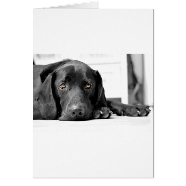 Labrador negro (Frente)