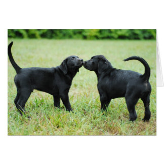 Labrador negro