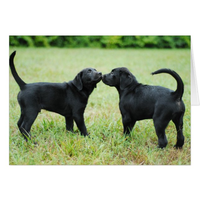 Labrador negro (Anverso (Horizontal))