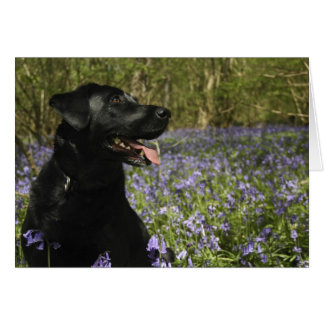 Labrador negro