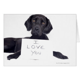 Labrador negro 13 meses