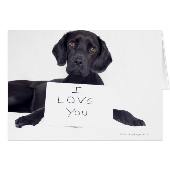 Labrador negro 13 meses (Anverso (Horizontal))