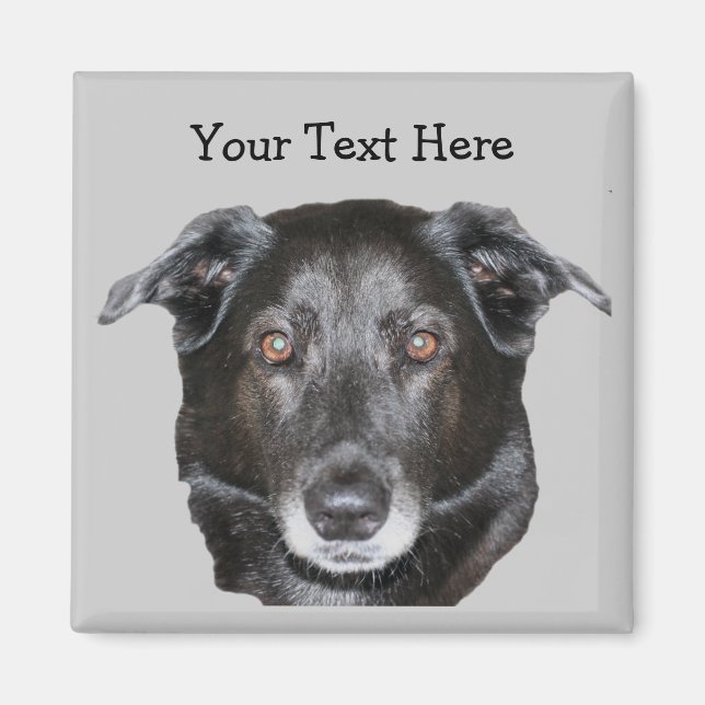 Labrador negro recuperador de imán de perro (Frente)