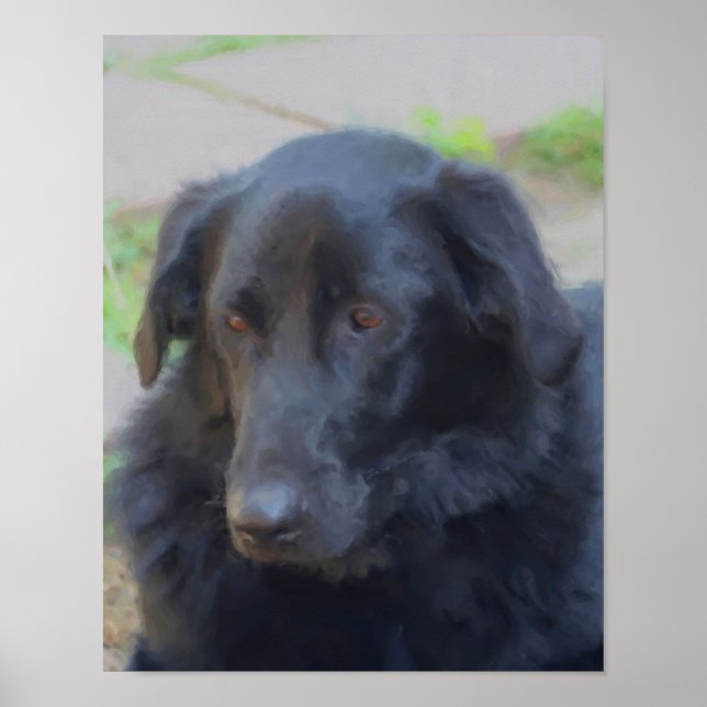 Labrador negro recuperador de ojos expresivos arte (Frente)